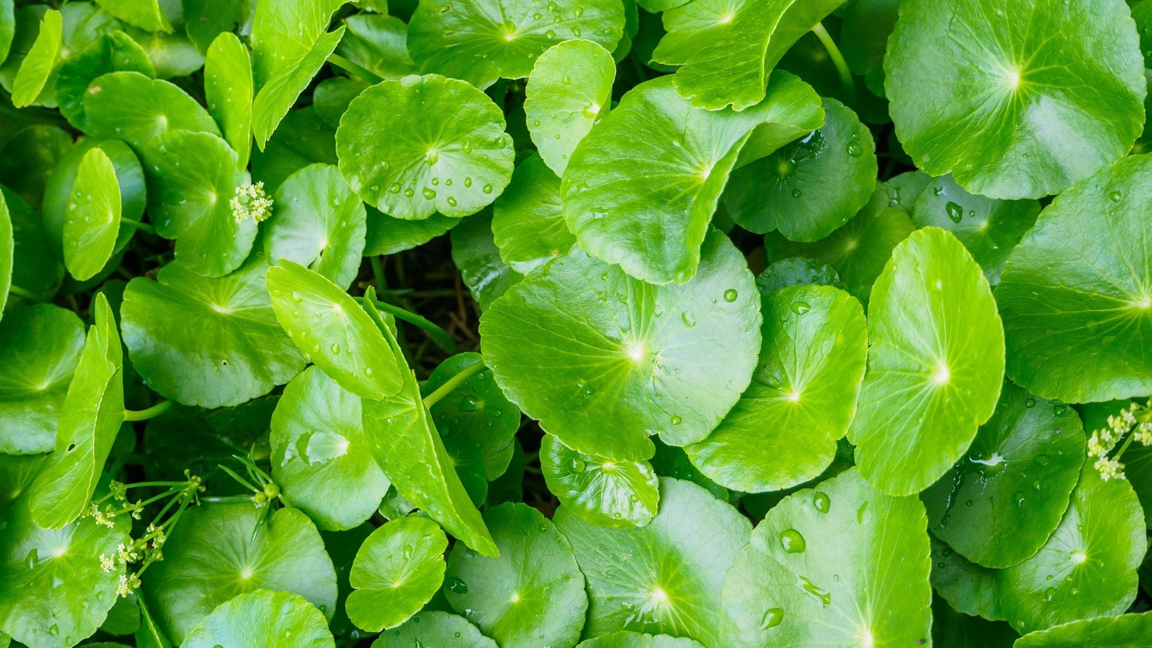 Cây centella asiatica (rau má) với lá tròn xanh đặc trưng